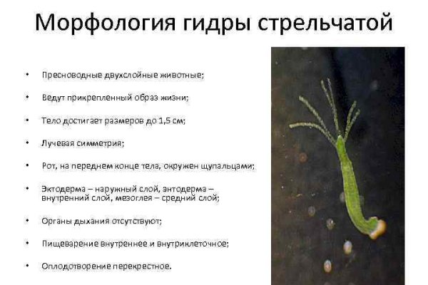 2krn cc кракен